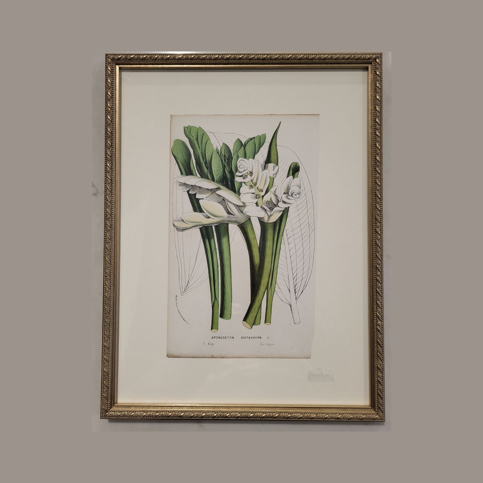 French Botanical Art Print in Gold Frame - 11X14