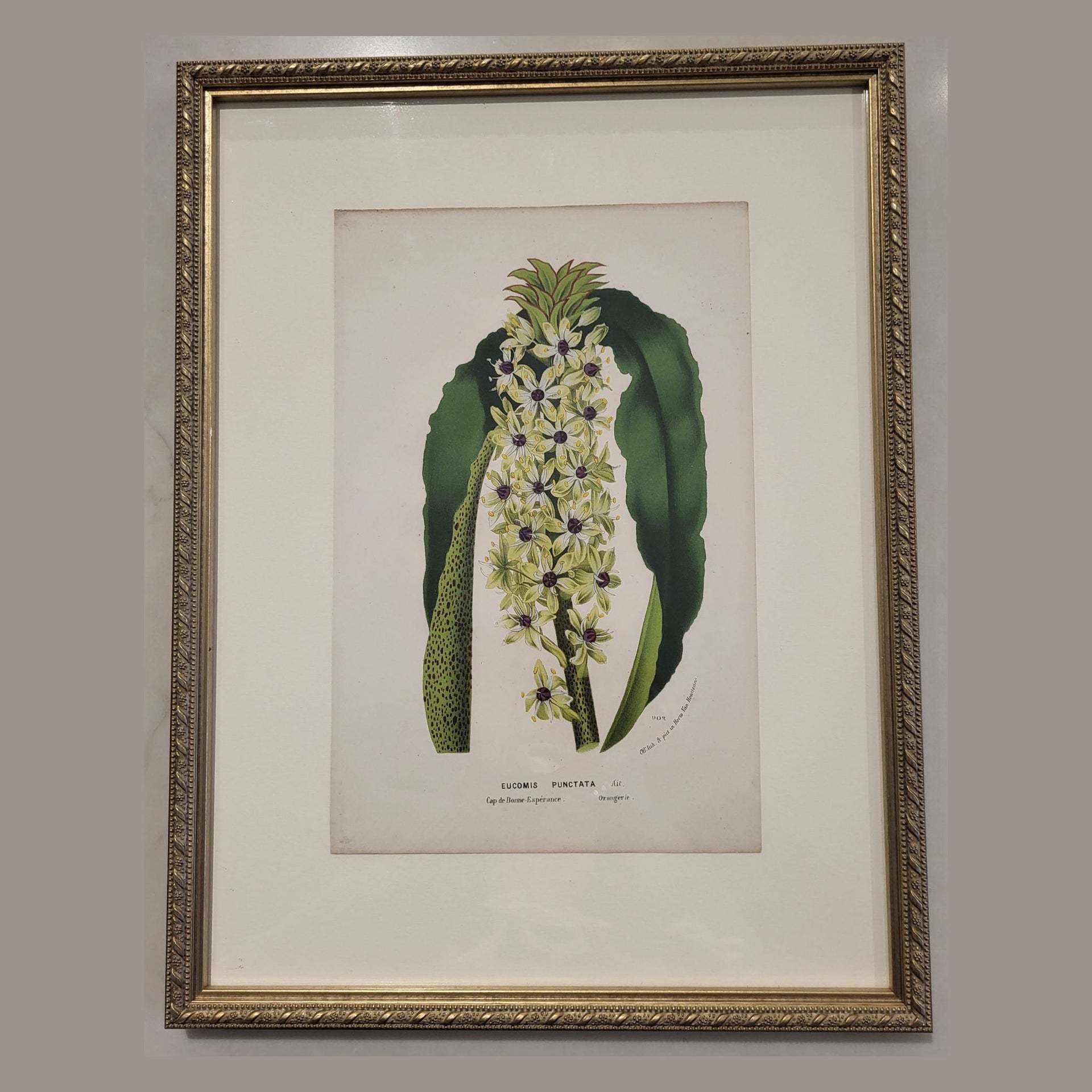 French Botanical Art Print in Gold Frame - 11X14
