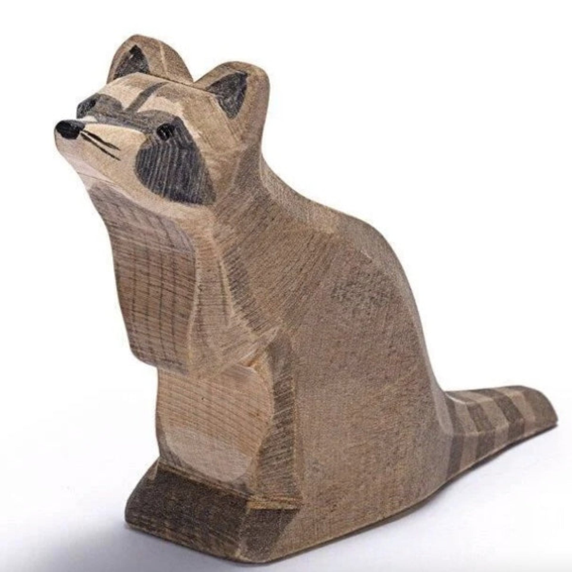 Ostheimer Raccoon Sitting