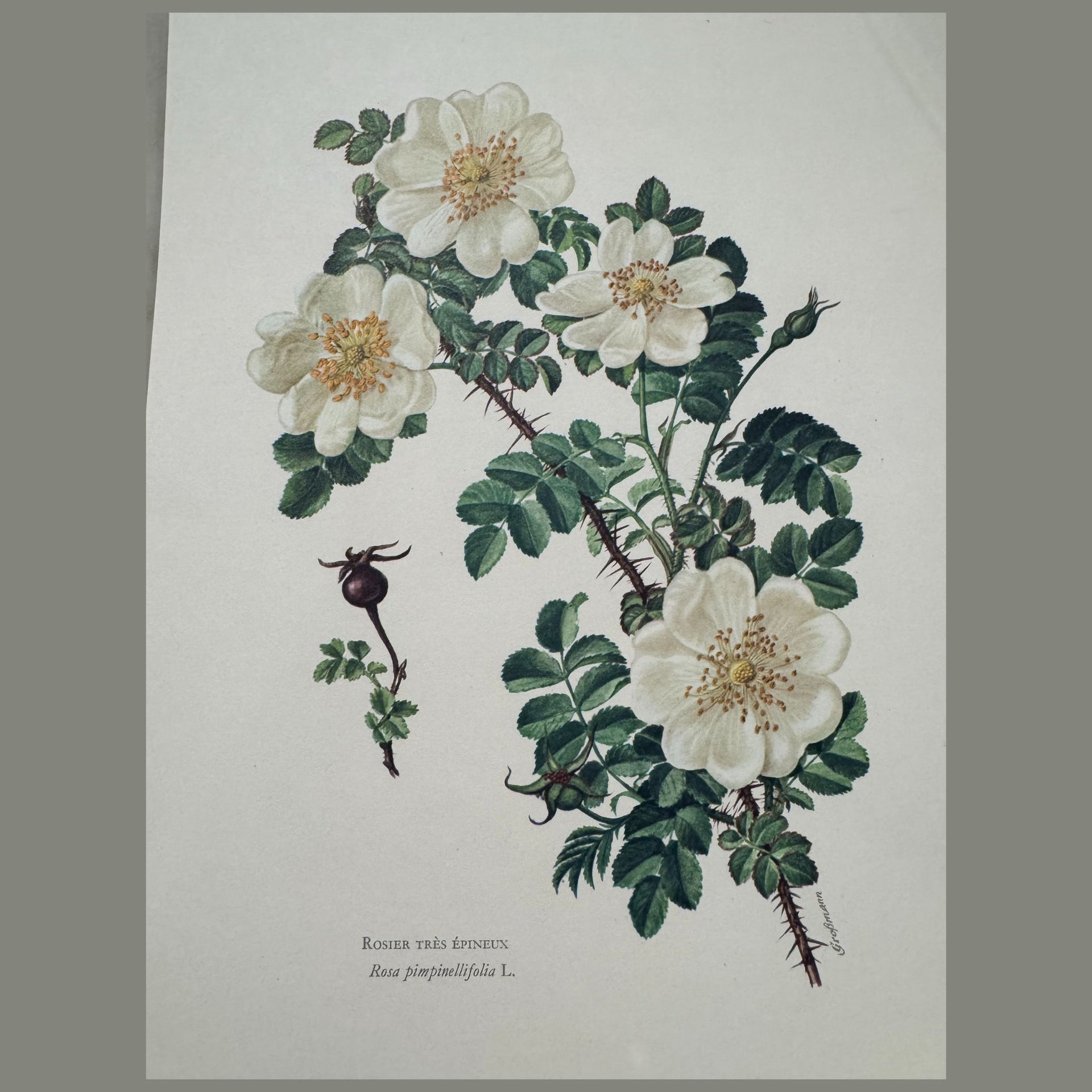 Vintage Floral Book Pages - from Paris