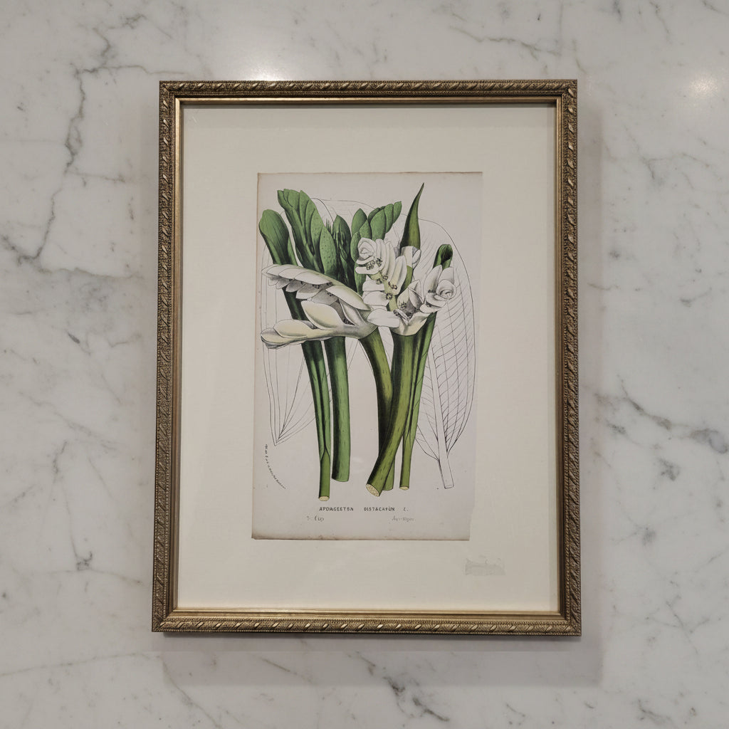 Vintage French Botanical Art Print in Gold Frame