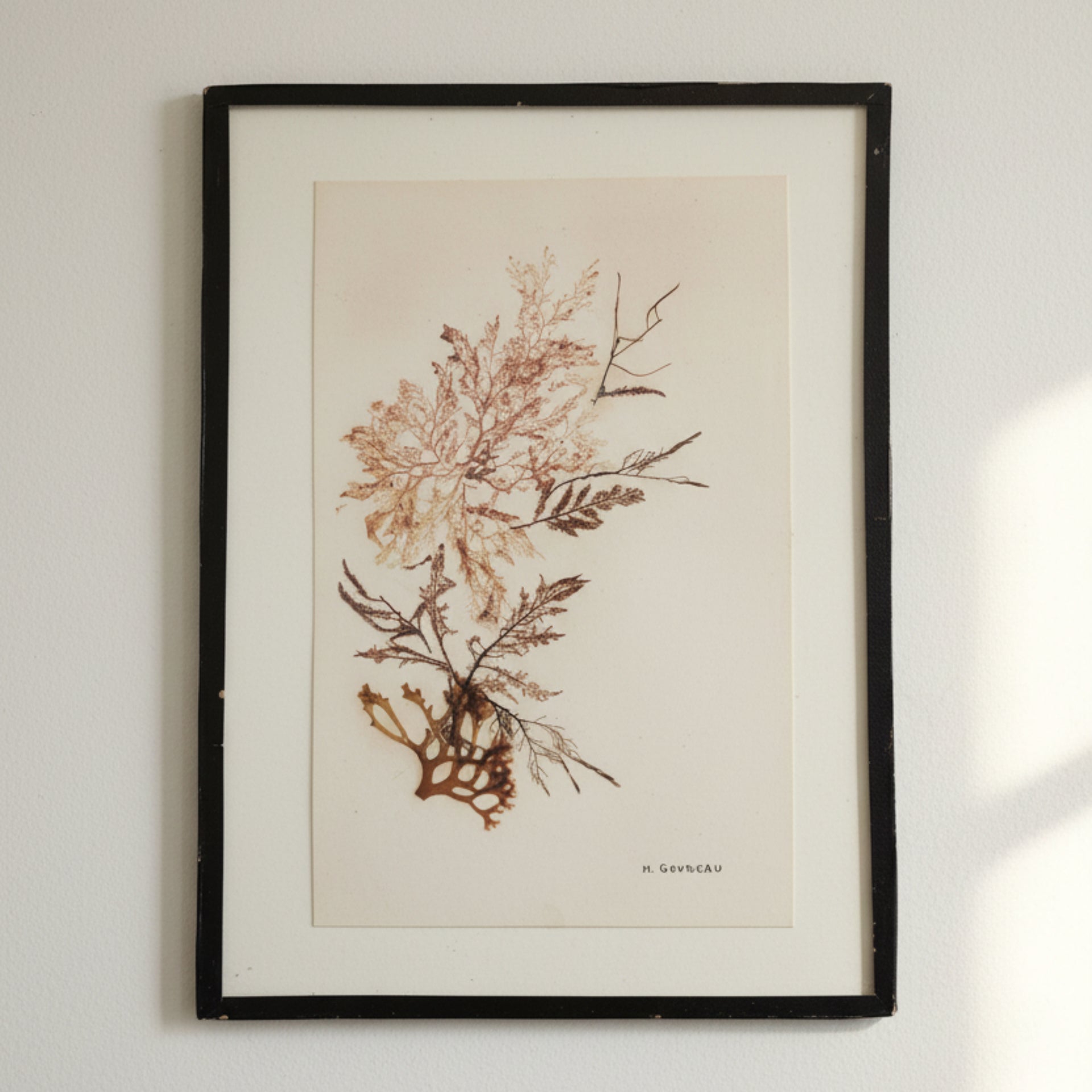 Vintage Pressed Seaweed Art - from Paris