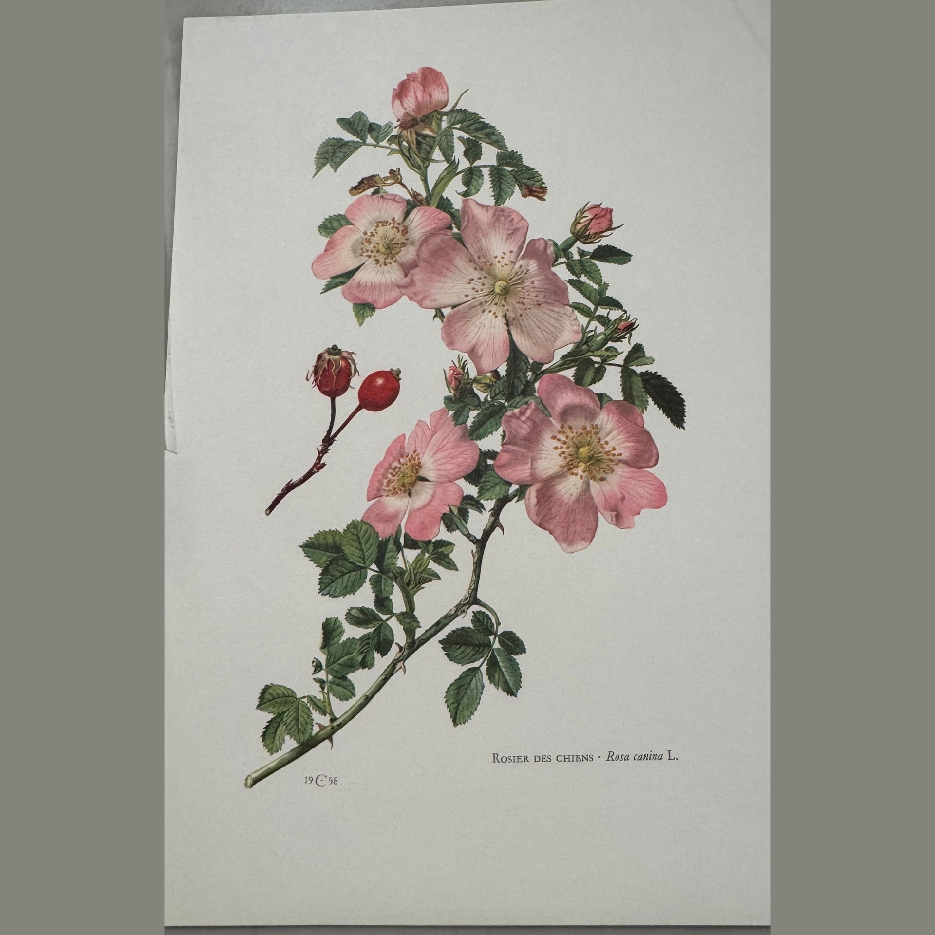 Vintage Floral Book Pages - from Paris